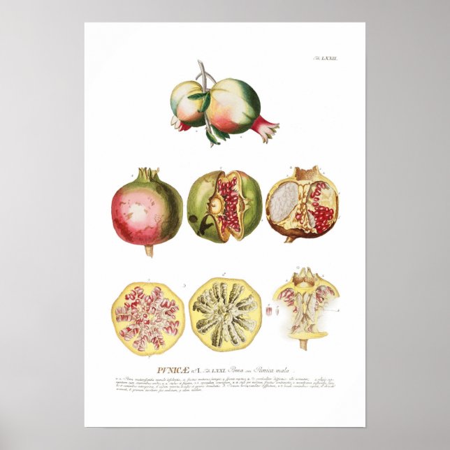 Pomegranate Poster (Front)