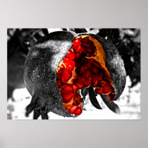 Pomegranate Poster