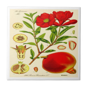 Pomegranate Tile