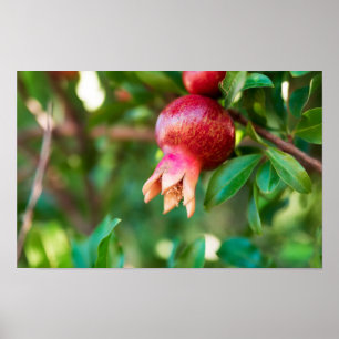 Pomegranate tree poster