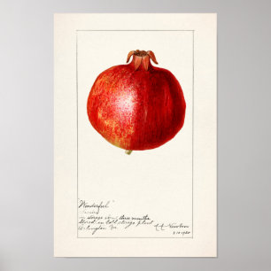 Pomegranates (Punica Granatum) Fruit Painting Poster