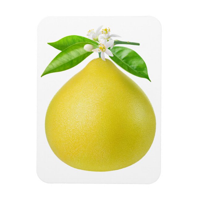 Pomelo on a branch magnet (Vertical)