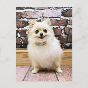 Pomeranian - Abby Vanity Collar Postcard