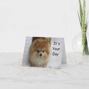 POMERANIAN BIRTHDAY GREETINGS CARD