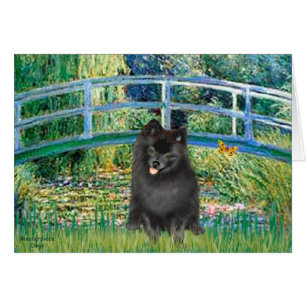 Pomeranian (black) - Bridge