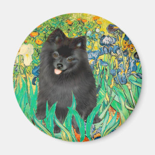 Pomeranian (black) - Irises Magnet