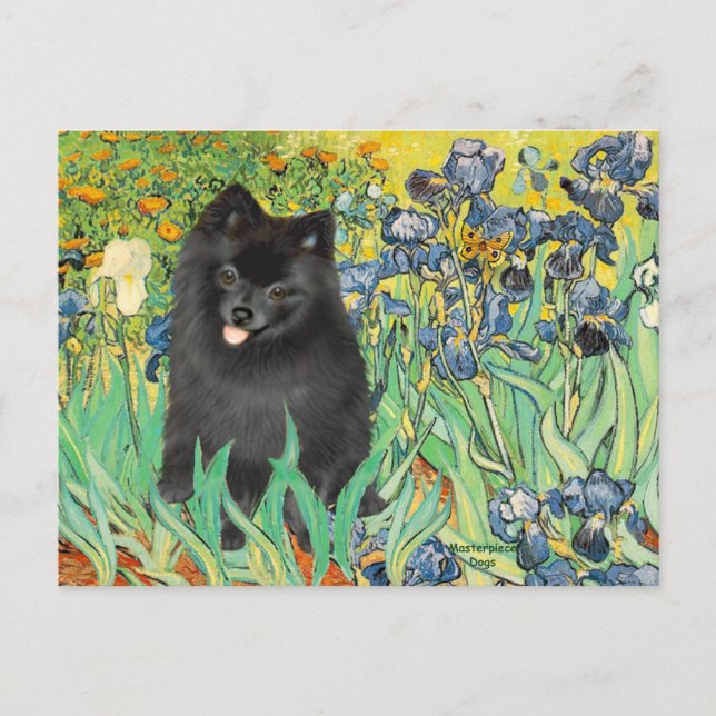 Pomeranian (black) - Irises Postcard (Front)