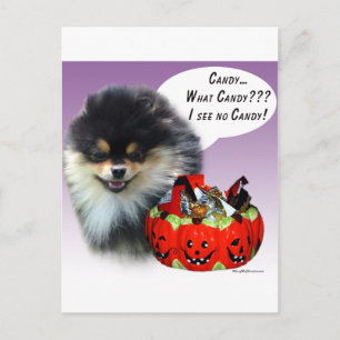 Pomeranian (blktan) Halloween Candy Postcard