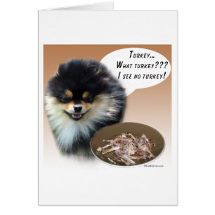 Pomeranian (blktan) Turkey