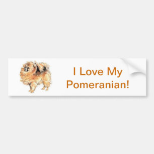 Pomeranian Bumper Sticker