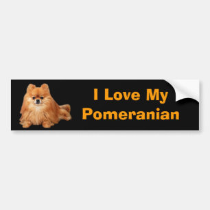 Pomeranian Bumper Sticker