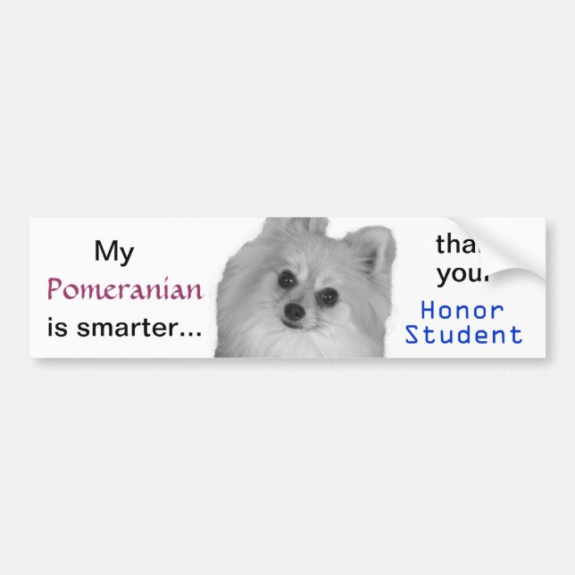pomeranian bumper sticker (Front)