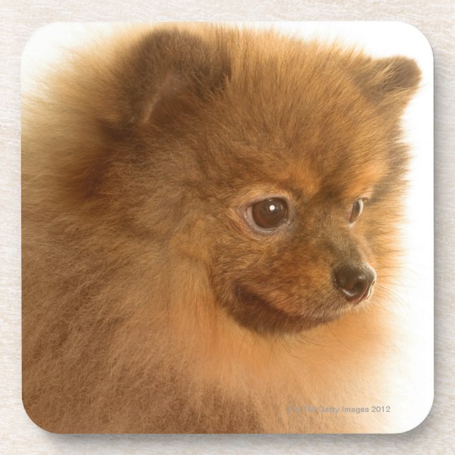 Pomeranian Coaster (Front)
