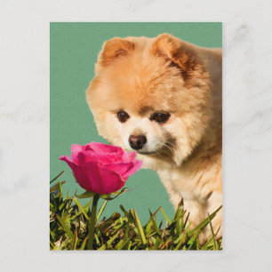 Pomeranian Dog and Rose Postcard