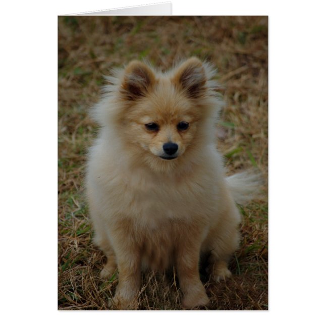 Pomeranian dog cute dog breed small dog toy dog (Front)