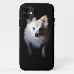 Pomeranian Dog in Dark iPhone 11 Case