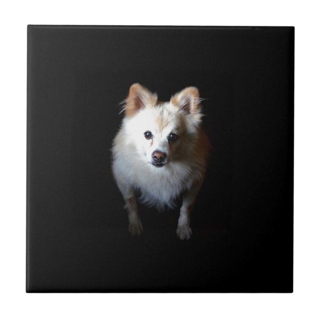 Pomeranian Dog in Dark Ceramic Tile (Front)