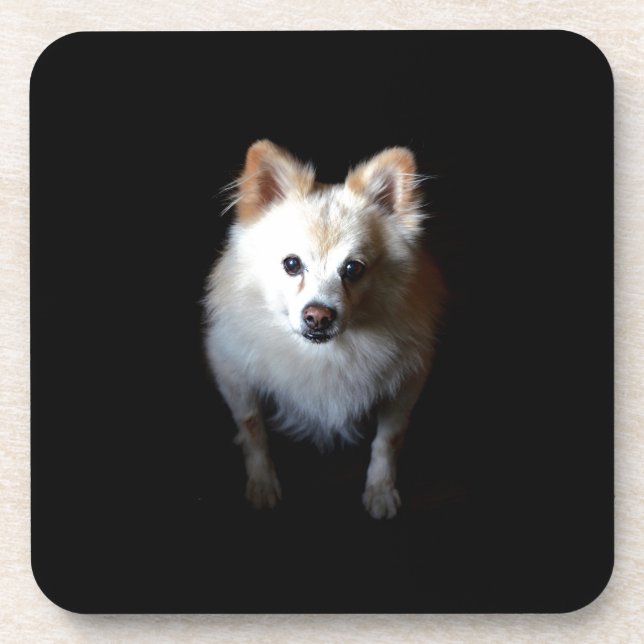 Pomeranian Dog in Dark Coaster (Front)