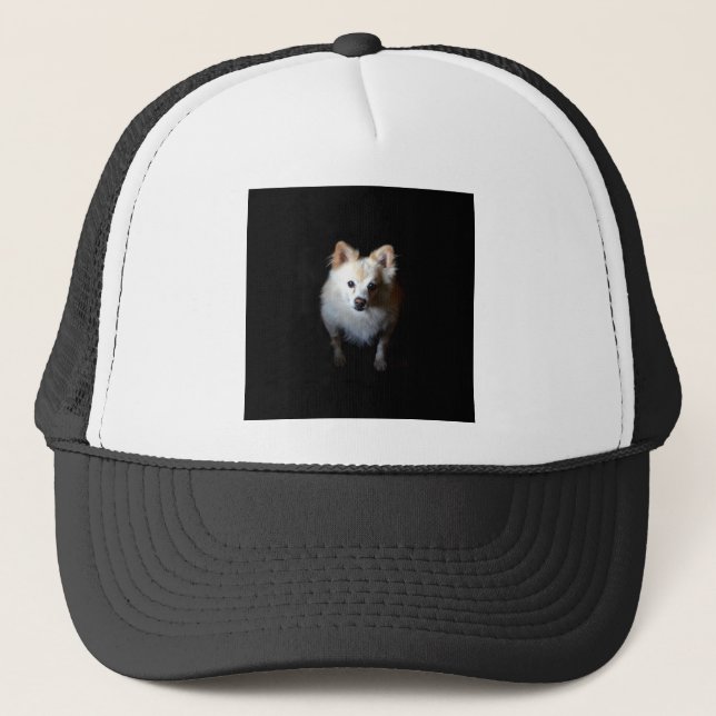 Pomeranian Dog in Dark Trucker Hat (Front)