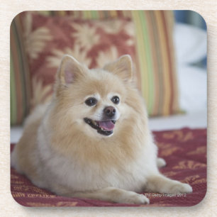 Pomeranian dog in pet friendly hotel room coaster