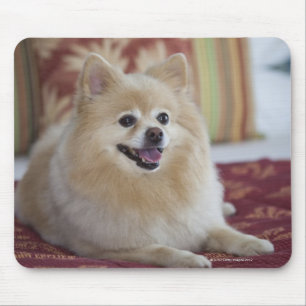 Pomeranian dog in pet friendly hotel room mouse pad