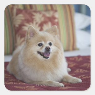Pomeranian dog in pet friendly hotel room square sticker