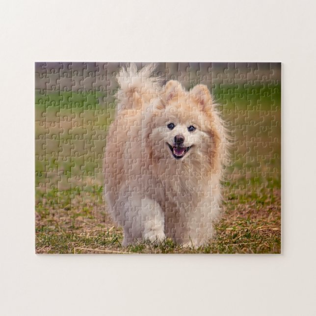 Pomeranian Dog. Jigsaw Puzzle (Horizontal)