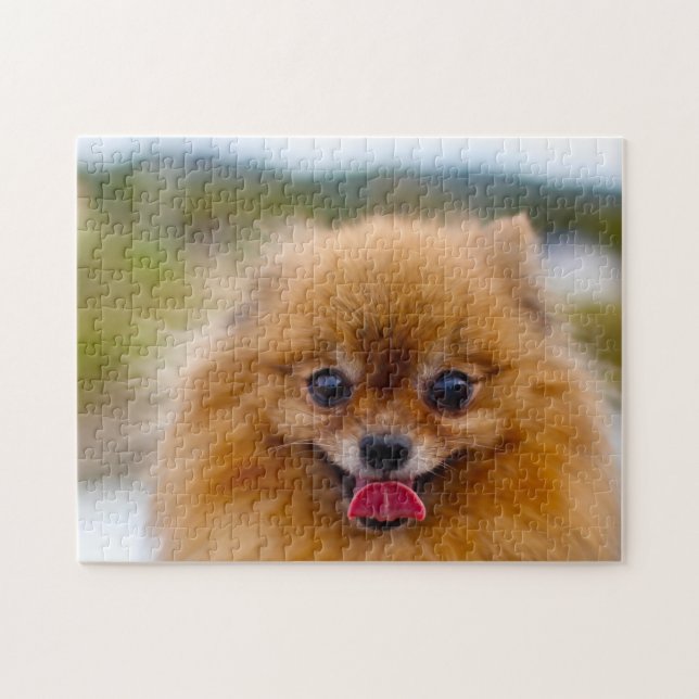 Pomeranian Dog. Jigsaw Puzzle (Horizontal)