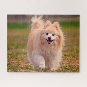 Pomeranian Dog. Jigsaw Puzzle