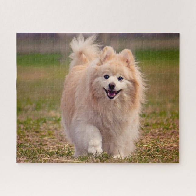 Pomeranian Dog. Jigsaw Puzzle (Horizontal)