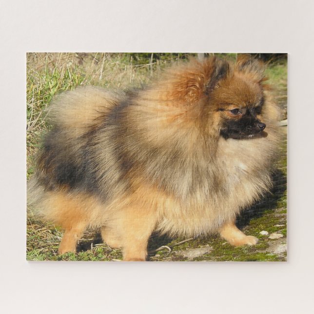 Pomeranian Dog. Jigsaw Puzzle (Horizontal)