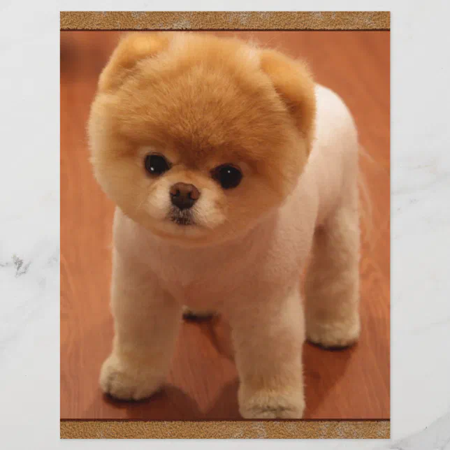 Baby best sale pom dog