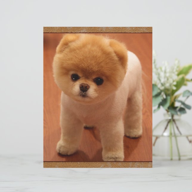 Poket Dog Puppy Toy Pomeranian Price In Mumbai Premium Pet House