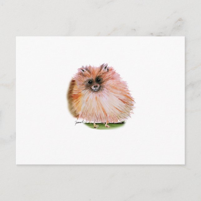 pomeranian dog, tony fernandes postcard (Front)