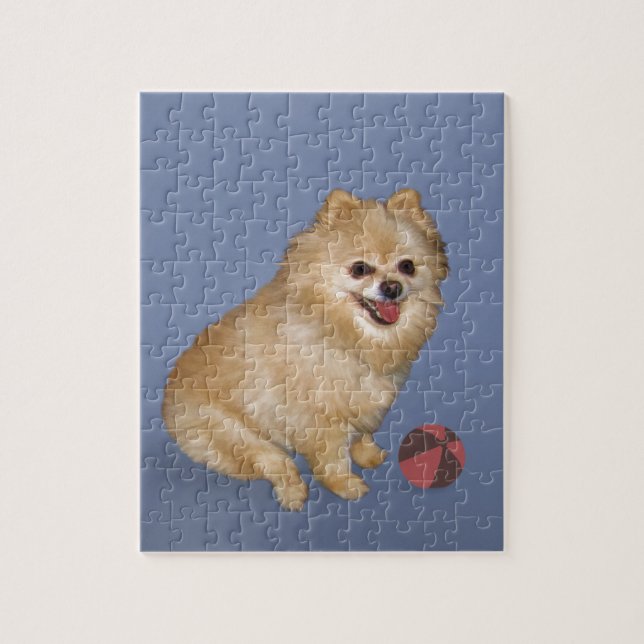 Pomeranian Dog with Ball Jigsaw Puzzle (Vertical)