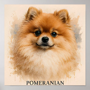 Pomeranian Fluffy Companion Dog Portrait Poster