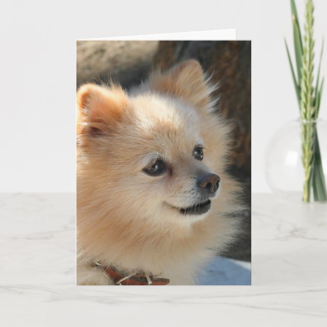 Pomeranian greeting card (Front)