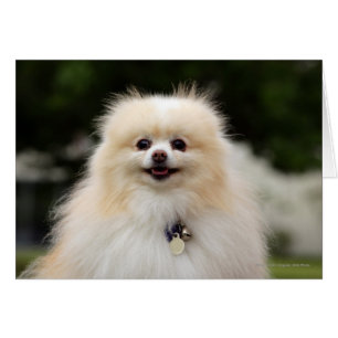 Pomeranian Headshot 1