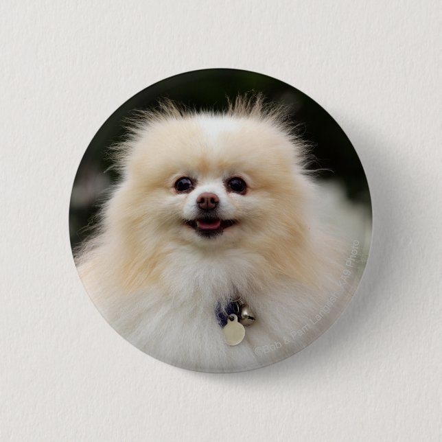 Pomeranian Headshot 1 6 Cm Round Badge (Front)