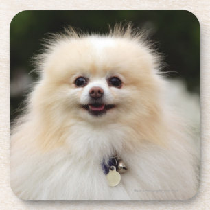 Pomeranian Headshot 1 Coaster
