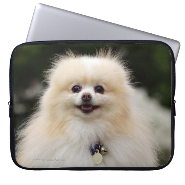 Pomeranian Headshot 1 Laptop Sleeve (Front)