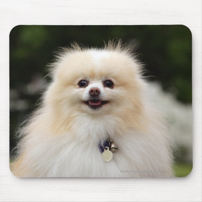 Pomeranian Headshot 1 Mouse Pad (Front)