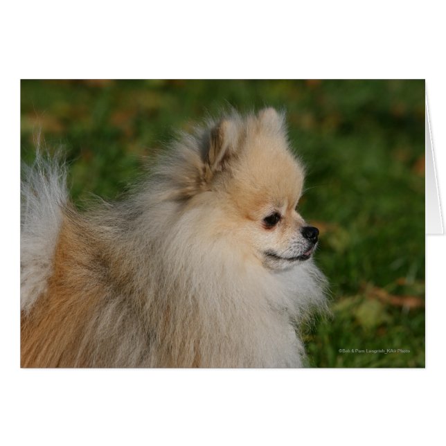Pomeranian Headshot 2 (Front Horizontal)