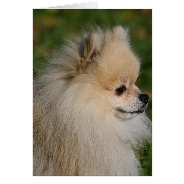Pomeranian Headshot 2 (Front)