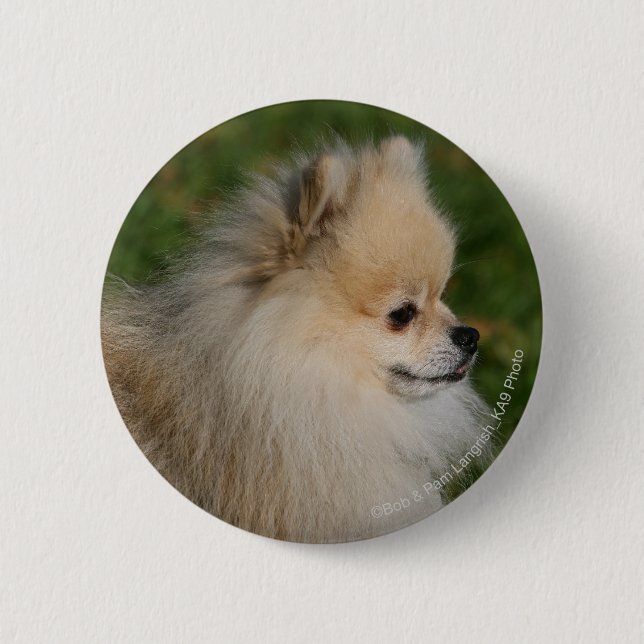 Pomeranian Headshot 2 6 Cm Round Badge (Front)