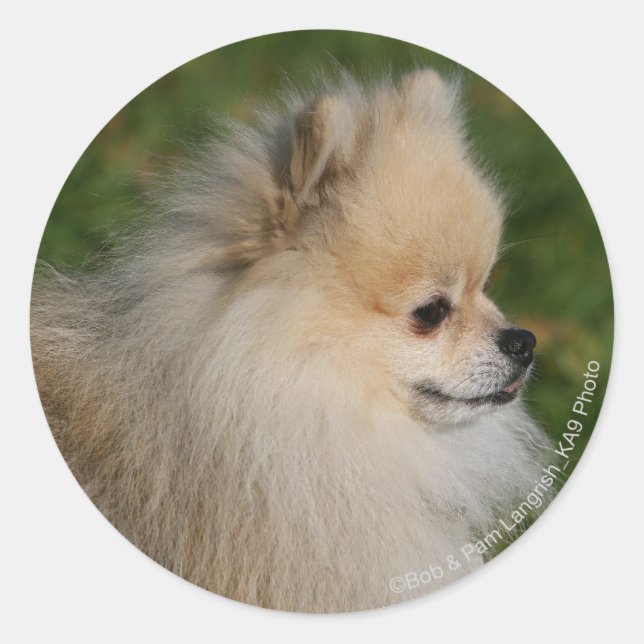 Pomeranian Headshot 2 Classic Round Sticker (Front)