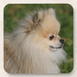 Pomeranian Headshot 2 Coaster