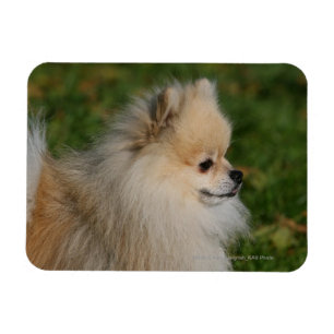 Pomeranian Headshot 2 Magnet
