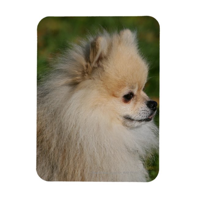 Pomeranian Headshot 2 Magnet (Vertical)