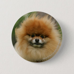 Pomeranian Headshot Looking at Camera 6 Cm Round Badge